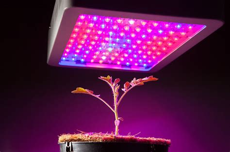 Led Grow Lights The Future Of Hydroponics Systems Milieun Ovateur