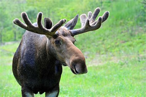 Moose The Canadian Encyclopedia