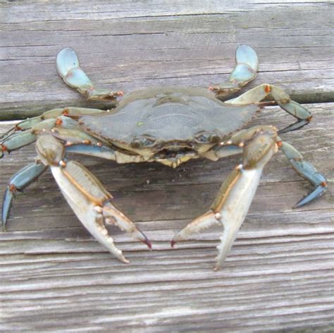How To Catch Blue Crabs Skyaboveus Outdoors