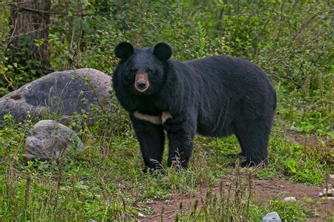 Asiatic Black Bear Facts Habitat And Population Roundglass Sustain