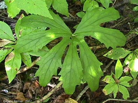 Palmate-leaved coltsfoot (Petasites frigidus var palmatus) leaf