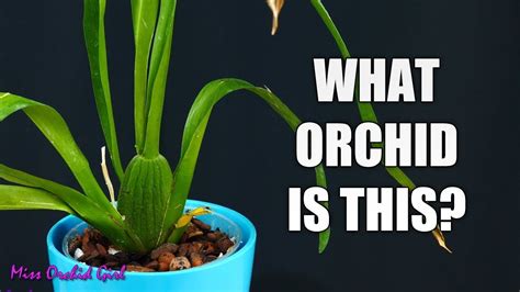 How To Identify Orchids Without Flowers A Simple Guide For Beginners