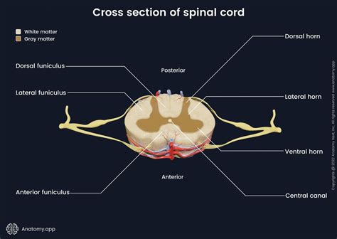 Spinal Cord Encyclopedia Anatomyapp Learn Anatomy 3d Models