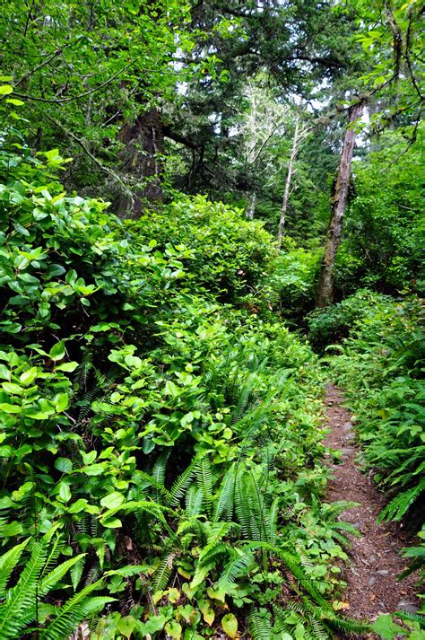 West Coast Trail | West coast trail, Trail, Nature trail