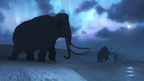 Baby Woolly Mammoth Found Frozen In Ice In Canada Bbc Newsround