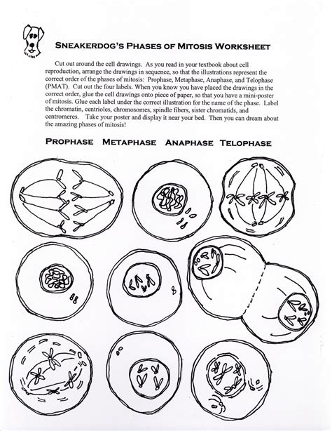 31 The Cell Cycle Coloring Worksheet Answer Key Free Printable