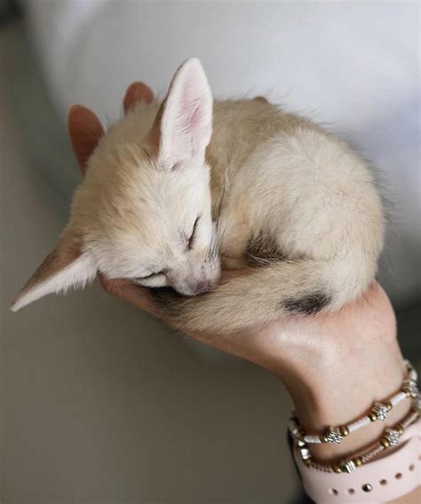 The Adorable Fennec Fox Or Desert Fox Is The National Animal Of