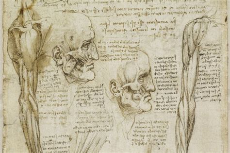Leonardo Da Vinci Anatomist Queens Gallery Review London Evening