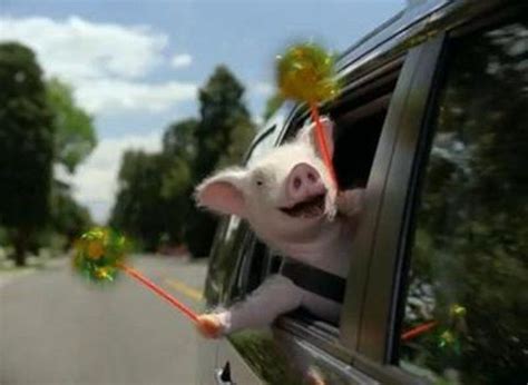 Wee Wee All The Way Home Pig Commercial Pig Bones Funny