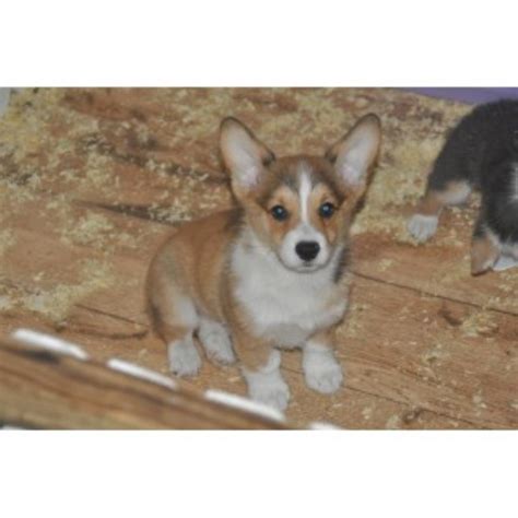 Our pembroke welsh corgi puppies for sale come from either usda licensed commercial breeders or hobby breeders with no more than 5 breeding mothers. Pembroke Welsh Corgi puppy dog for sale in Newberry, Florida