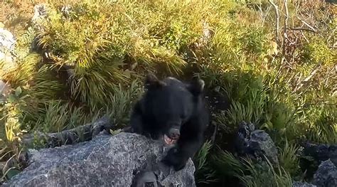 El Increíble Vídeo De Un Excursionista Luchando Contra Un Oso En Una