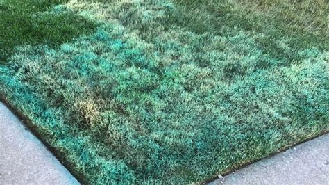 Lawn Repair Tenacity Herbicide Bentgrass Removal Lawn Repair Herbicide Repair