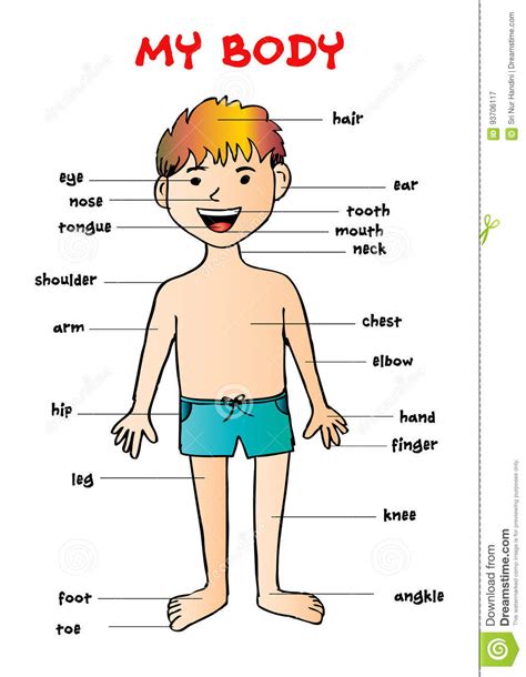 Find & download free graphic resources for body parts. Boy Body Parts Diagram Poster Cartoon Vector | CartoonDealer.com #89757031