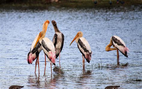 Kumana National Park The Birders Paradise Travel Destination Sri Lanka
