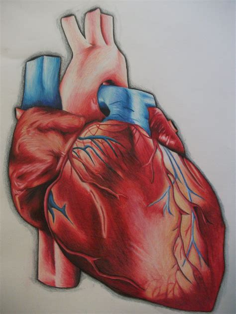 Color Pencil Human Heart Drawing