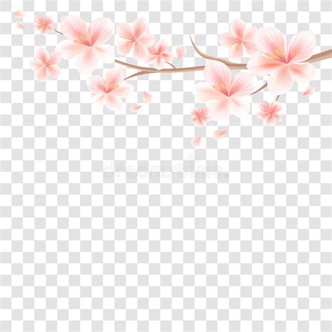 Branch Of Sakura With Light Pink Flowers Isolated On White Background