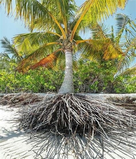 How Deep Are Palm Tree Roots Palm Tree Root System Diagram And Information