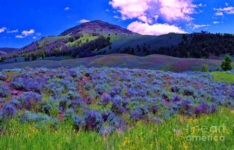 Yellowstone Wildflowers 1 Photograph By Allen Beatty Fine Art America