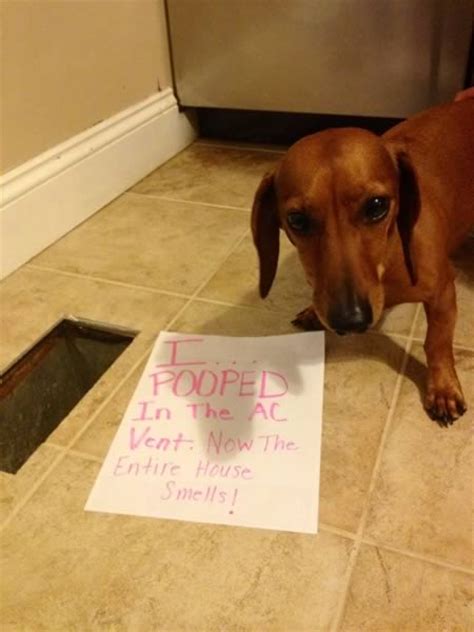 absolutely hilarious dogshaming signs dog shaming dogshaming oddee