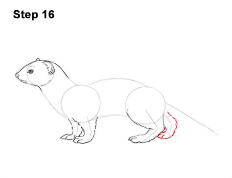 How To Draw A Weasel Video And Step By Step Pictures