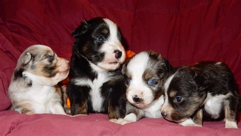 Australian shepherd puppies ready feb first. Get A Mini Australian Shepherd For Sale In MN FOR SALE ...