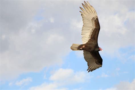 Turkey Vulture Audubon Field Guide