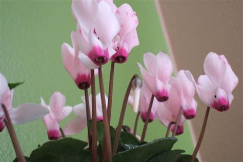 Flowering Houseplants For Your Home Gardening Know How