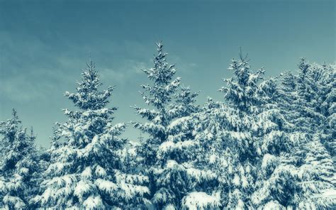 Download Wallpaper 3840x2400 Trees Snow Winter Snowy Sky 4k Ultra