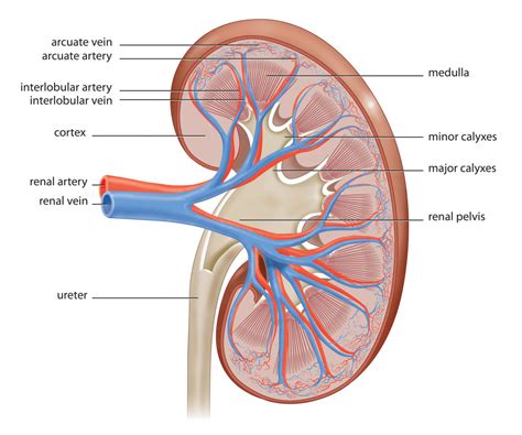 Learn all about the anatomy, physiology and location of the kidneys in the human body, using a the left kidney is located slightly more superior than the right kidney due to the larger size of the liver on at the same time, the concentrated blood that remains inside the capillaries of the glomerulus. The Anatomy of a Kidney - Interactive Biology, with Leslie ...