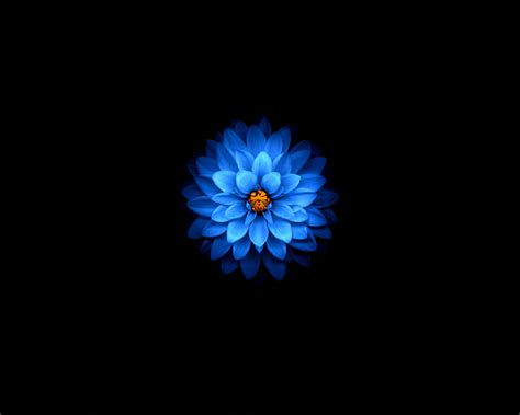 Download Wallpaper 1280x1024 Blue Flower Dark Amoled Standard 54