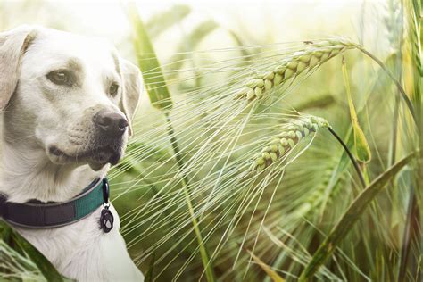 Can Grass Seed Be Harmful To Dogs