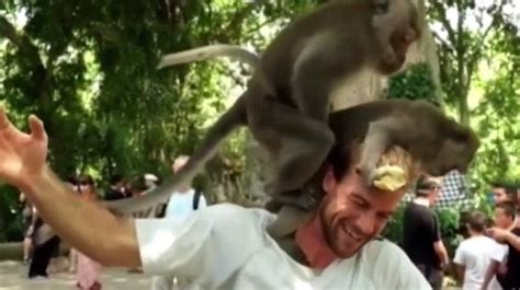 Stunned Tourist Is Filmed As Two Monkeys Start Having Sex On His Head