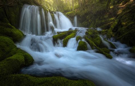 Wallpaper Greens Forest Roots River Stones Waterfall Moss Stream