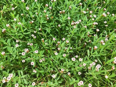 Top 7 Texas Native Ground Covers Native Backyards