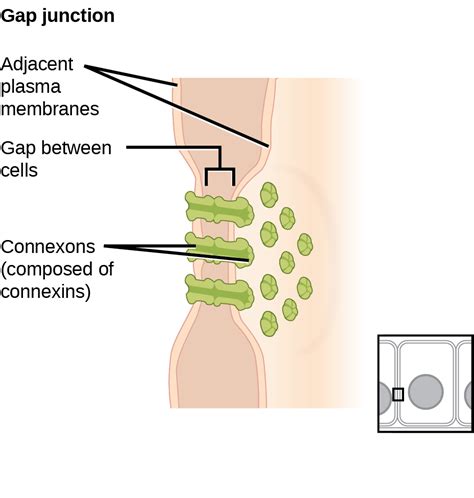 Animals cell junctions are also different than plant cell junctions. Connections between Cells and Cellular Activities ...