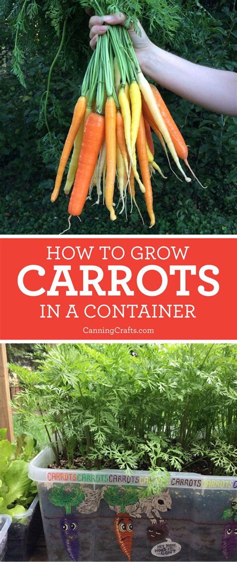 Growing in containers can help control pests and diseases, is convenient and takes less time than a normal garden. Planting Carrots in Containers with Homemade Potting Soil Recipe | How to plant carrots ...