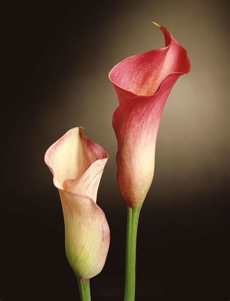 Pink Calla Lily Photograph By Tony Ramos