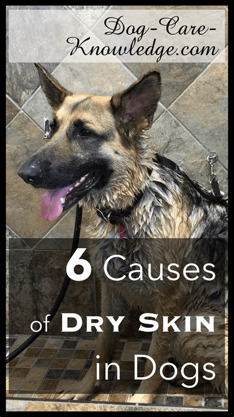 Dog Dry Skin This Is Why Your Dog Has It Now See What To Do Dog Dry