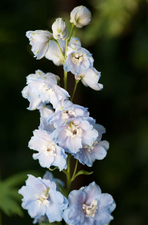 Ostróżka Magic Fountains Sky Blue White Bee Delphinium Elatum