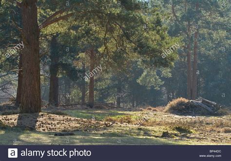 Ashdown Forest High Resolution Stock Photography And Images Alamy