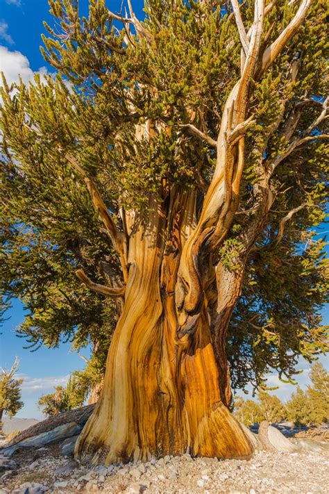 Ancient Massive Bristlecone Pine Still Thriving After Thousands Of