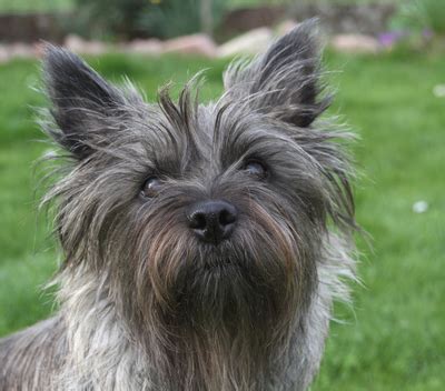 cairn terrier breed facts  information petcoach