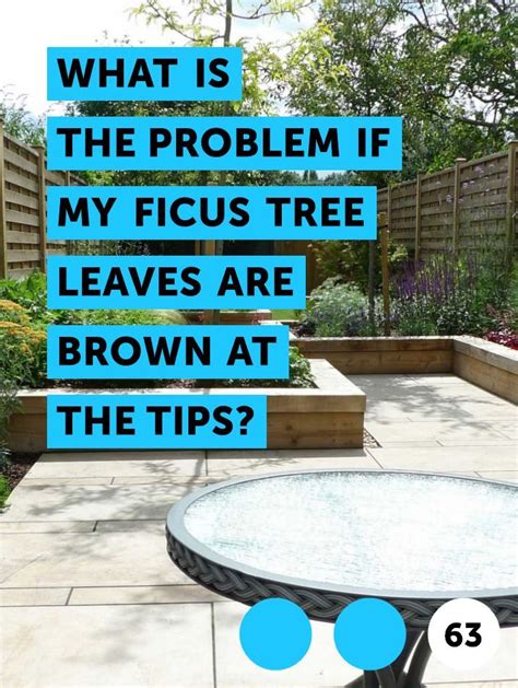 Learn What Is The Problem If My Ficus Tree Leaves Are Brown At The Tips