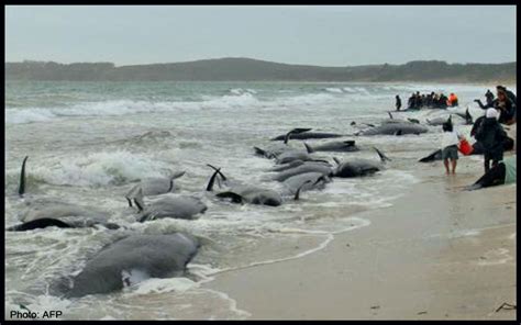 Hundreds Of Whales Dead After Mass Stranding In New Zealand