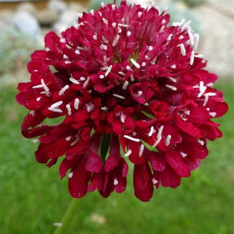 25 Scabiosa Fire King Aka Pincushion Red Fragrant Perennial Flower