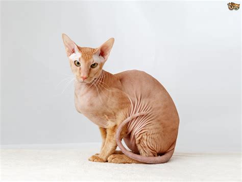 Check spelling or type a new query. 5 Spesies Kucing Termahal di Dunia - *Banjir Embun*