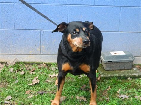 Miniature Pinscher Dog For Adoption In Randleman Nc Adn 425623 On