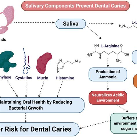 Role Of Salivary Proteins In Oral Health Saliva Comprises Different
