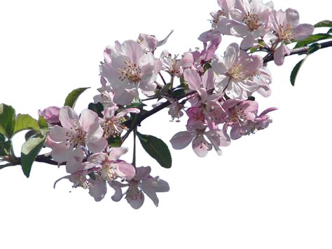 Cherry Blossom Branch Png By Suicideomen On Deviantart