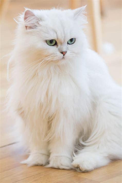 Persian Cat White Colour Furry Kittens